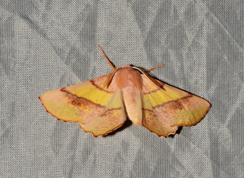 Eumera regina  (Geometridae)